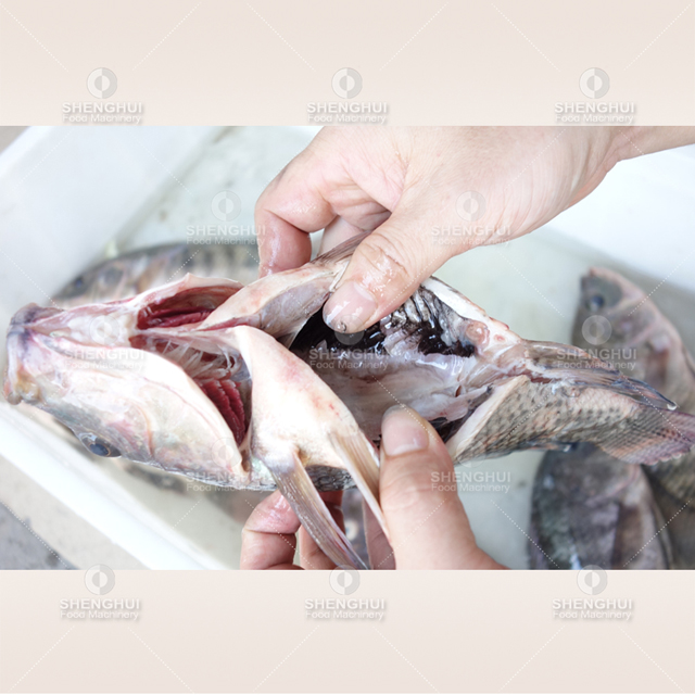 Équipement de nettoyage des viscères de poisson